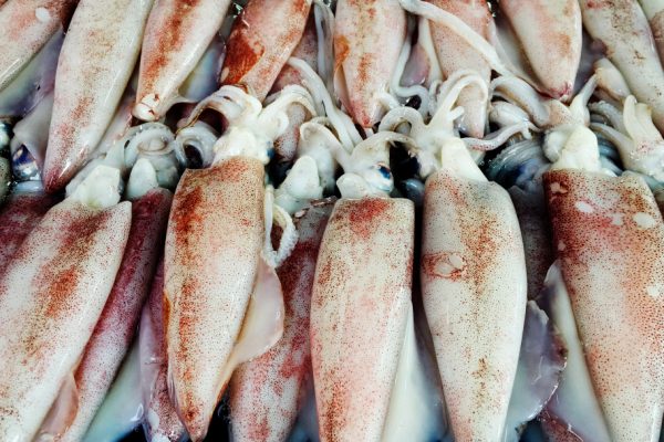 Organic Frozen Squid